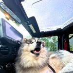 Putco Sky View – Rain or shine, your pup rides in style, enjoying the sights and chasing raindrops from the comfort of your Jeep!